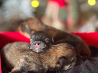 Pomerania perros Preciosos pomerania - Anuncio 8