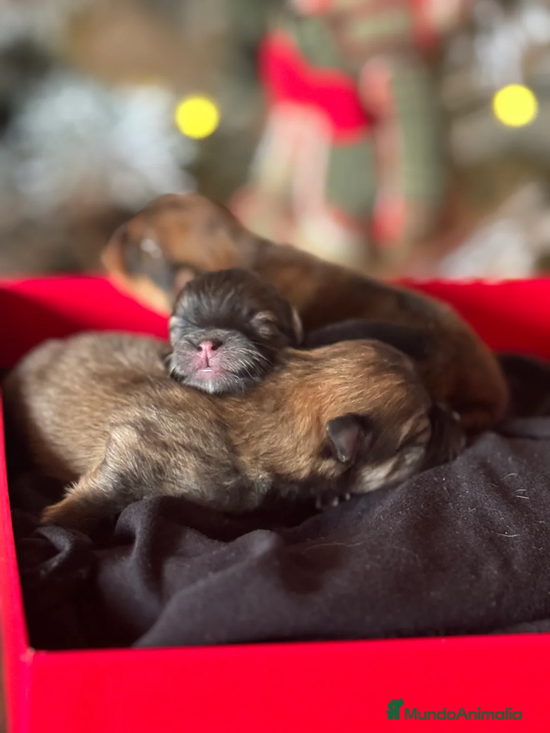 Pomerania perros en venta: Preciosos pomerania - Anuncio 1