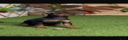 Pinscher Miniatura perros en venta: PINSCHER MINIATURA - Anuncio 2