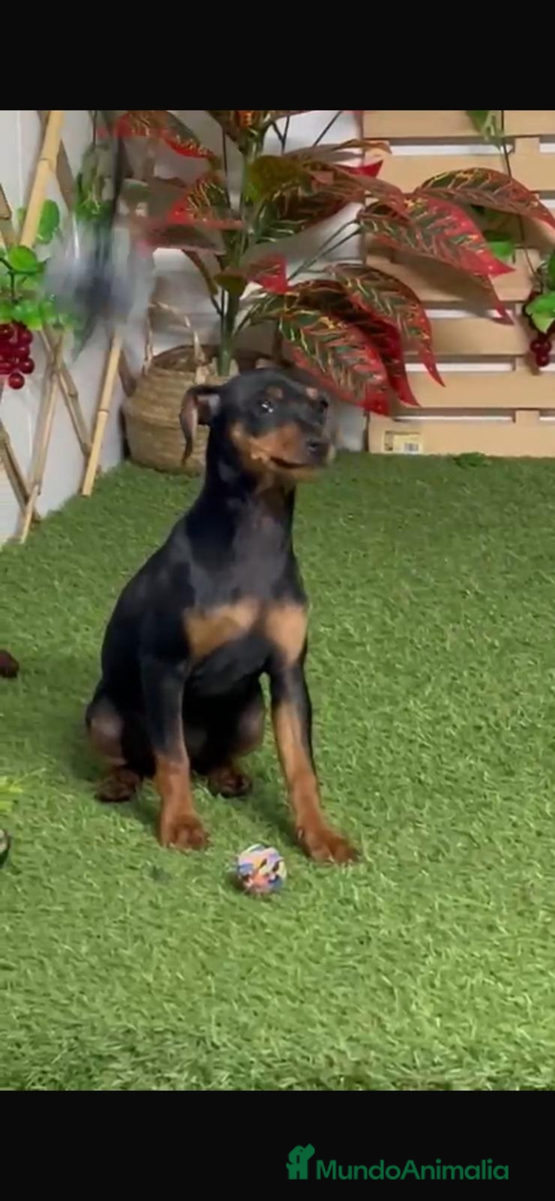 Pinscher Miniatura perros en venta: PINSCHER MINIATURA - Anuncio 2