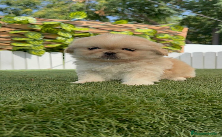 Pekinés perros - Anuncio 4