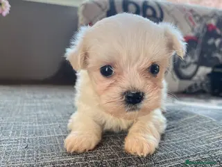 Bichón Maltés perros Preciosos Bichones Malteses - Anuncio 1