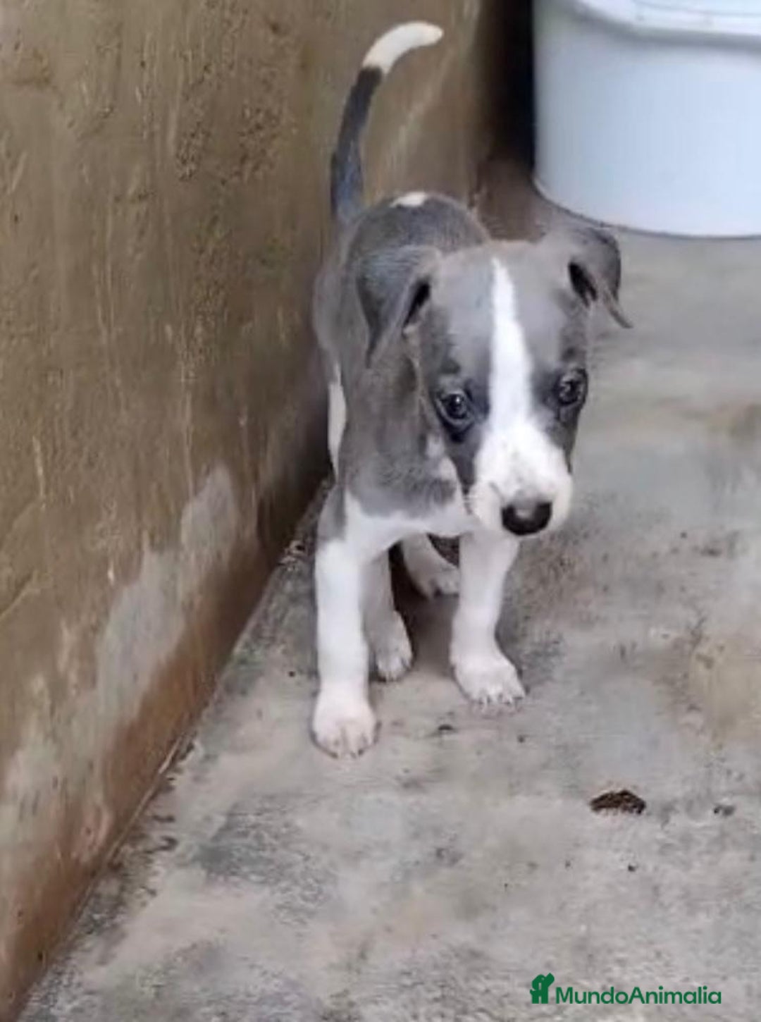 Whippet perros en venta: Whippet blue, isabela verdino - Imagen 10