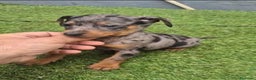 Pinscher Miniatura perros en venta: Pinscher miniatura merle - Anuncio 4