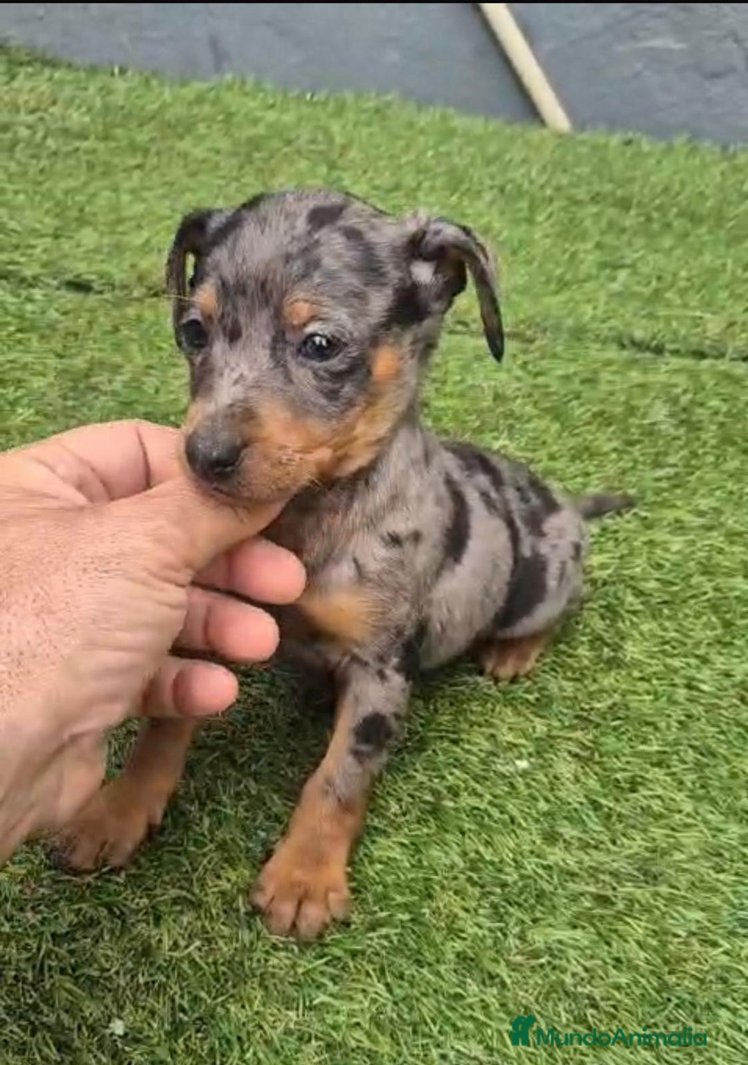 Pinscher Miniatura perros en venta: Pinscher miniatura merle - Anuncio 4