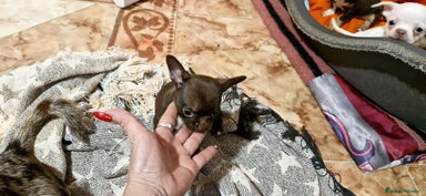 Chihuahua perros Chihuahua toy exclusivos - Anuncio 11