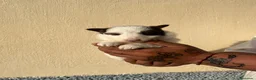 Border Collie perros en venta: Border collie - Anuncio 6