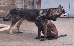 Pastor Holandés perros en venta: PASTOR HOLANDES  - Imagen 5