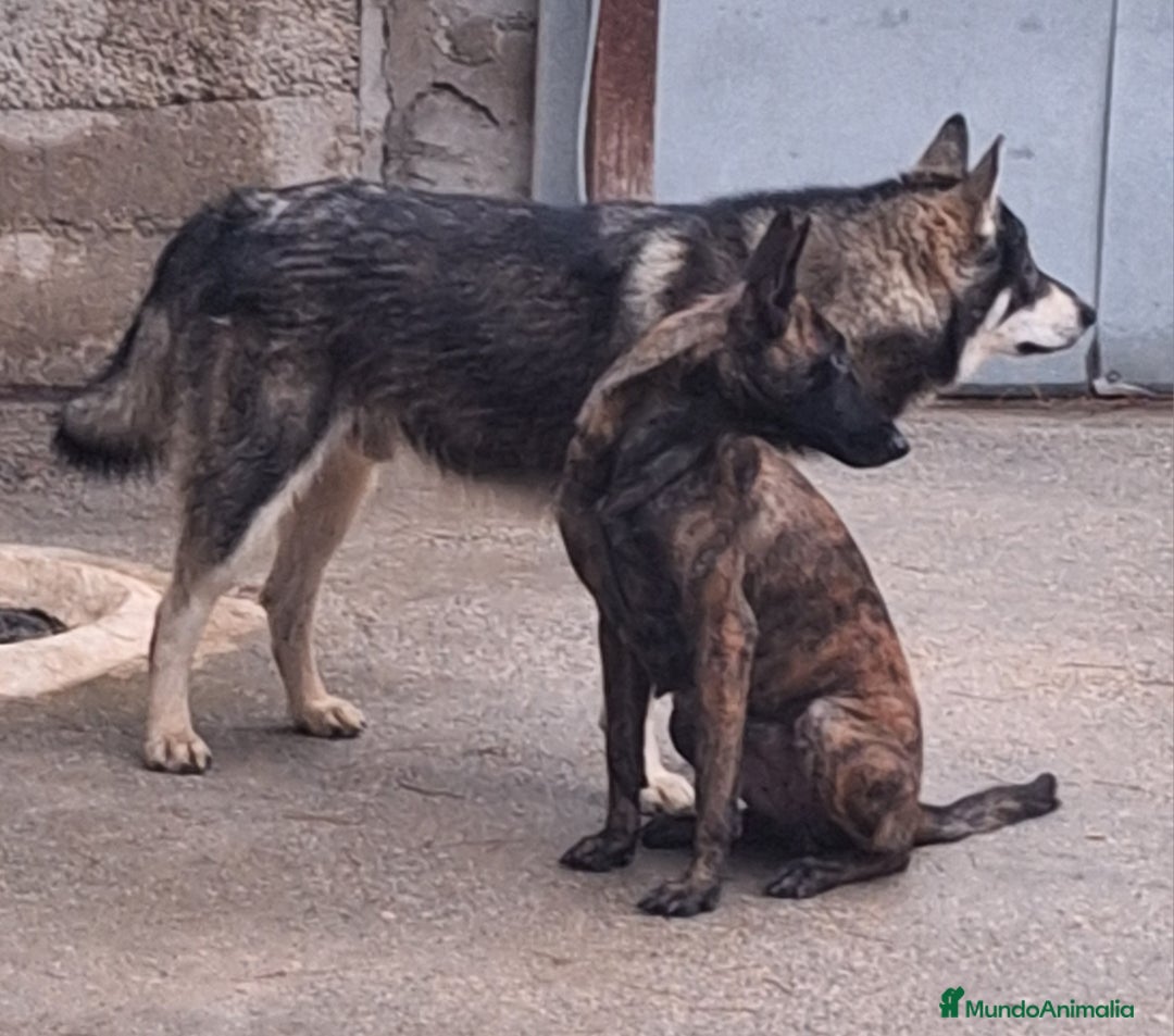 Pastor Holandés perros en venta: PASTOR HOLANDES  - Imagen 5