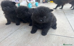 Pomerania perros en venta: LULU DE POMERANIA  - Anuncio 2