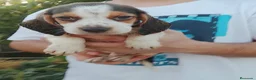 Beagle perros en venta: Beagle disponibles🐾🐶 - Anuncio 4