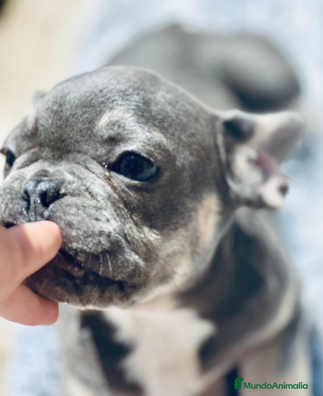 Bulldog Francés perros en venta: Bulldog francés blue and tan - Imagen 2