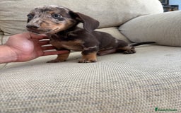 Teckel Miniatura perros en venta: Teckels  - Imagen 1