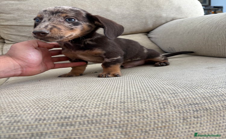Teckel Miniatura perros - Anuncio 6
