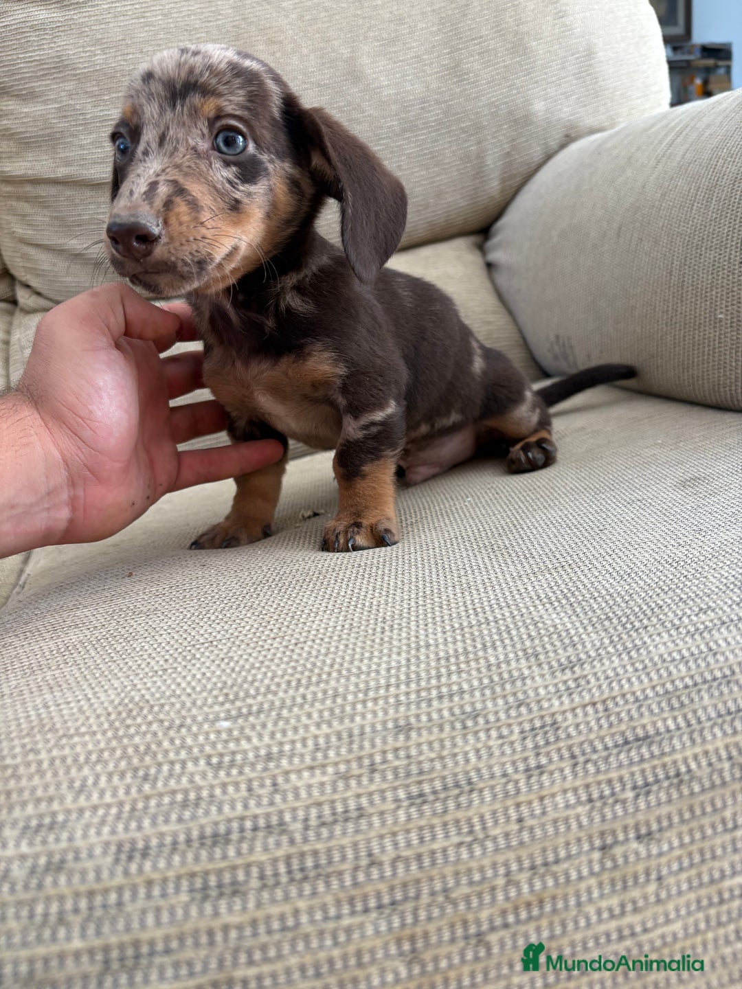 Teckel Miniatura perros en venta: Teckels  - Imagen 1