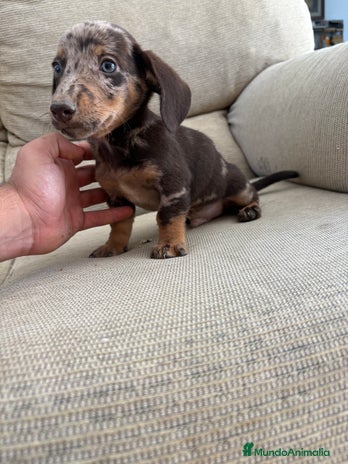 Teckel Miniatura perros - Anuncio 13