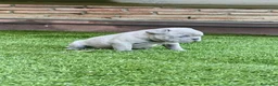 Bulldog Francés perros en venta: Bulldog francés lilac - Anuncio 2