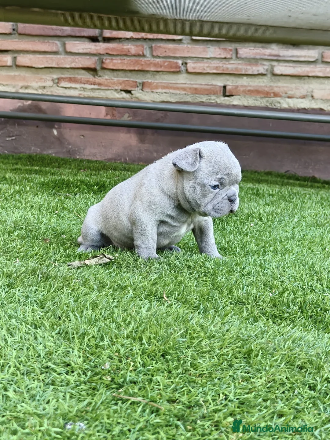 Bulldog Francés perros en venta: Bulldog francés lilac - Anuncio 2