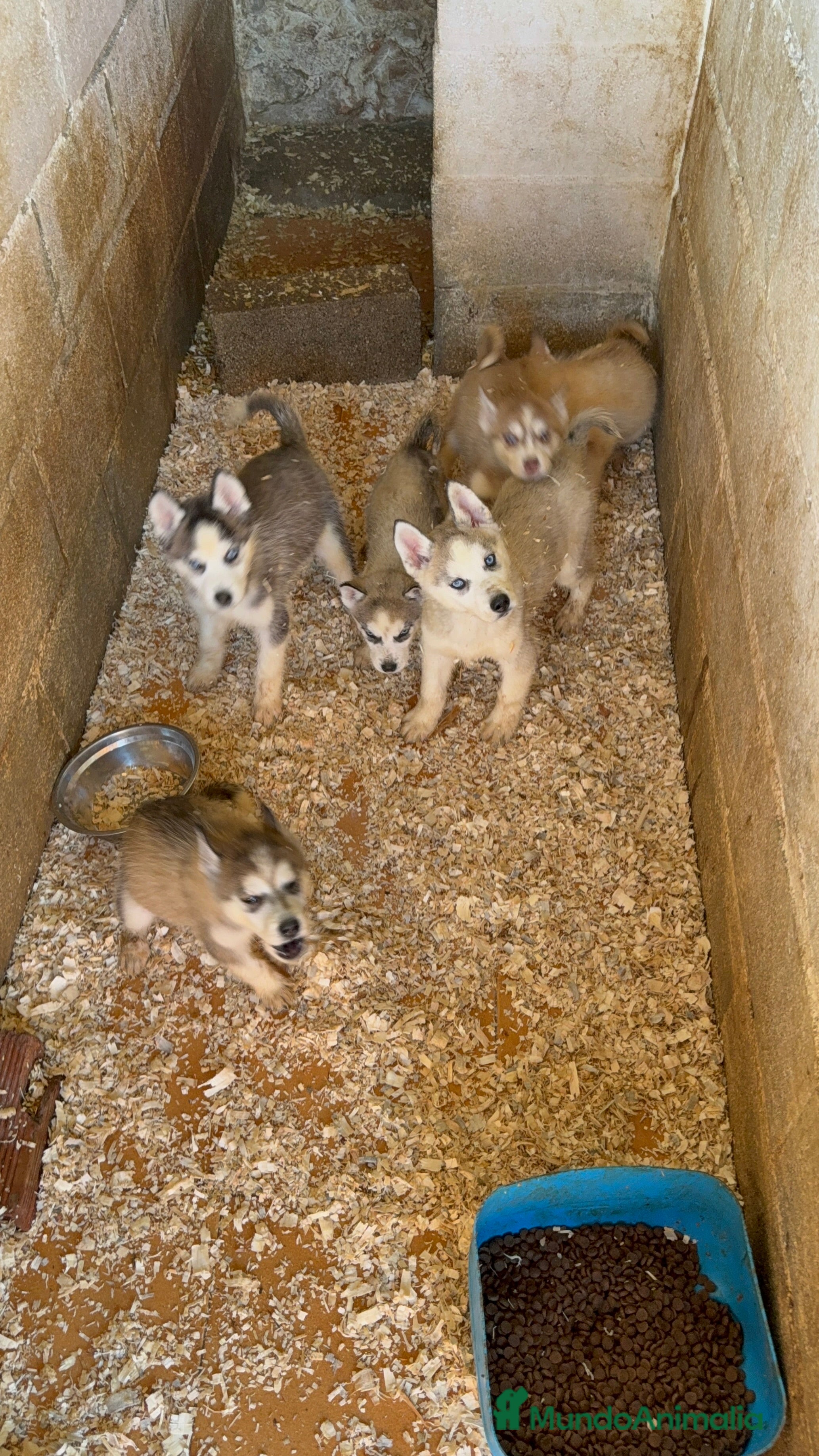 Husky Siberiano perros Husky Siberiano Disponibles  - Anuncio 1