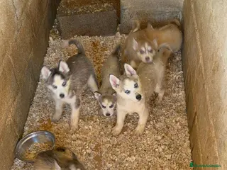 Husky Siberiano perros Husky Siberiano Disponibles - Anuncio 7