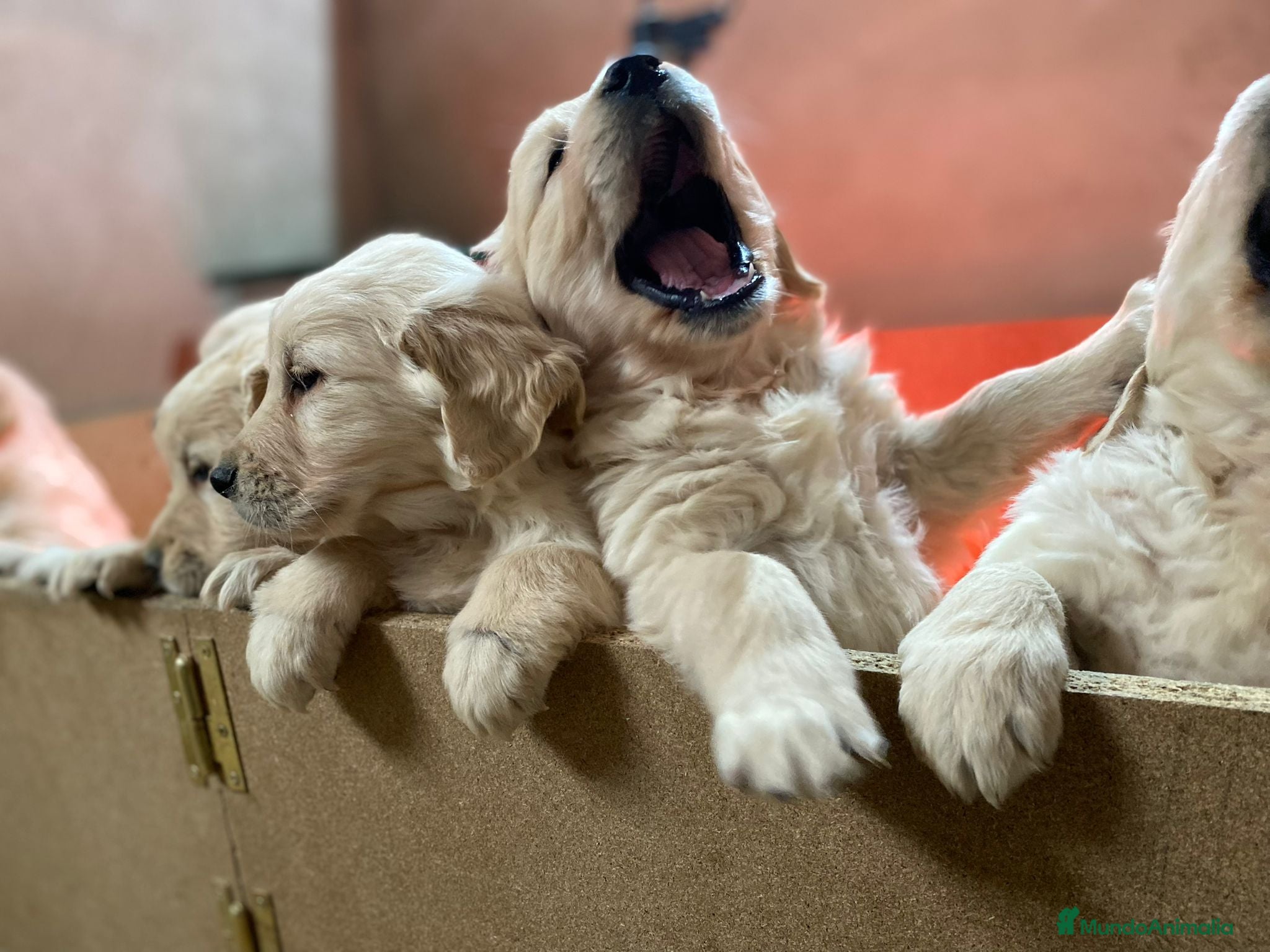 Golden Retriever perros GOLDEN RETRIEVER DISPONIBLES - Anuncio 6