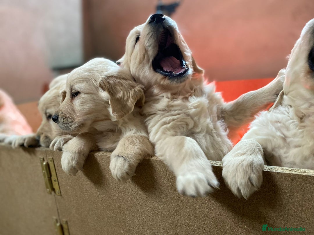 Golden Retriever perros en venta: GOLDEN RETRIEVER DISPONIBLES - Imagen 1