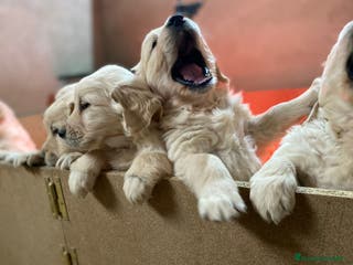 Golden Retriever perros GOLDEN RETRIEVER DISPONIBLES - Anuncio 16