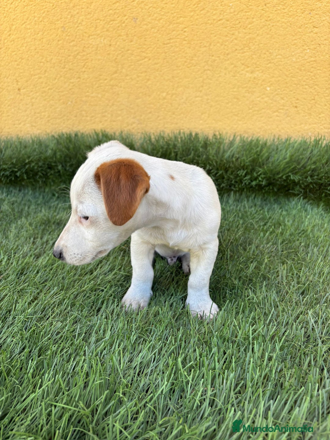Jack Russell Terrier perros en venta: Jack Russell Terrier macho - Imagen 11