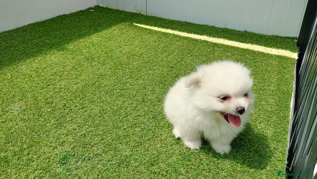 Pomerania perros en venta: Lulu Pomerania  - Imagen 6