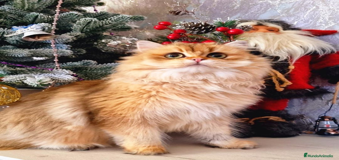 Imagen de galería {{count}}