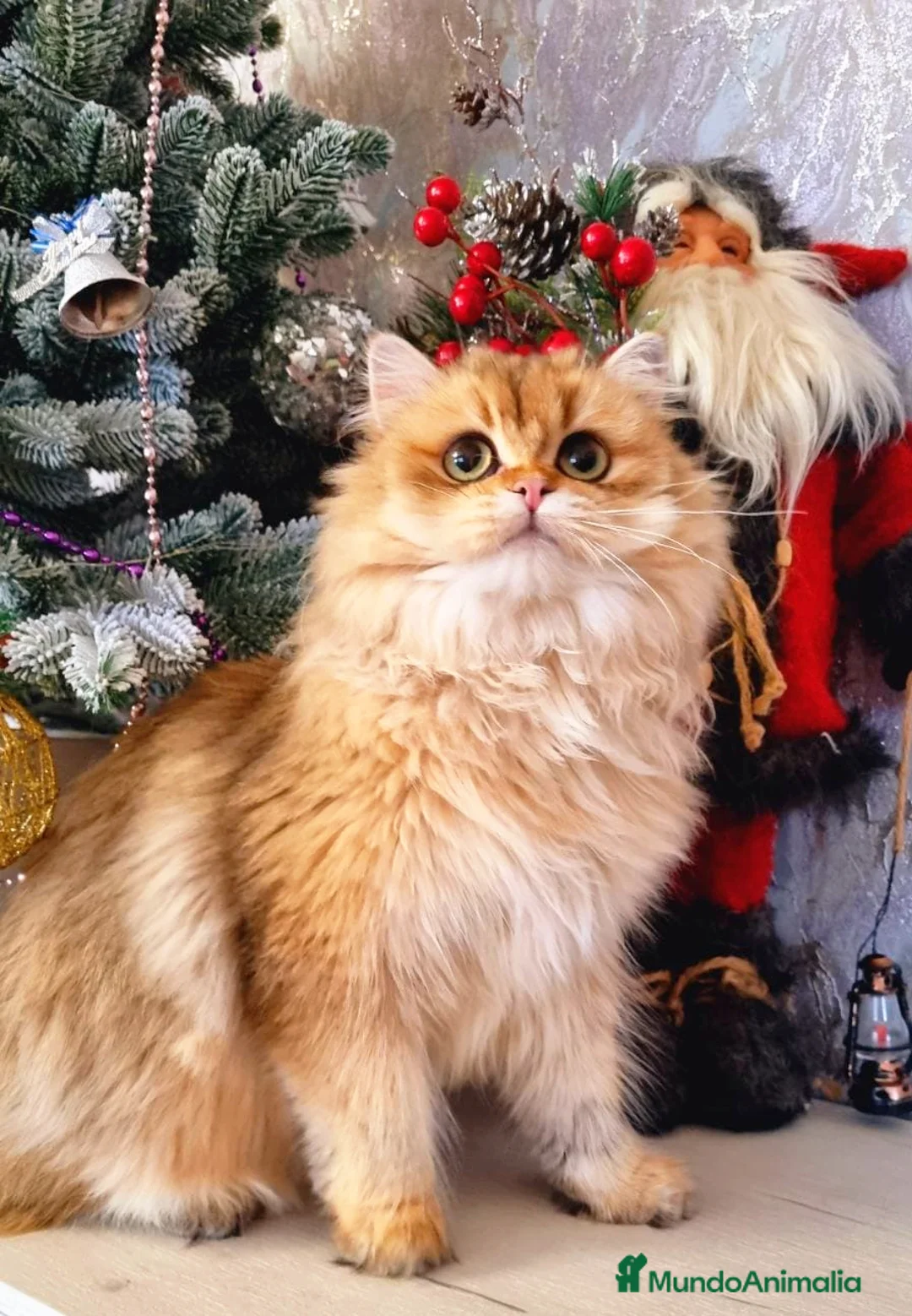 Imagen de galería {{count}}