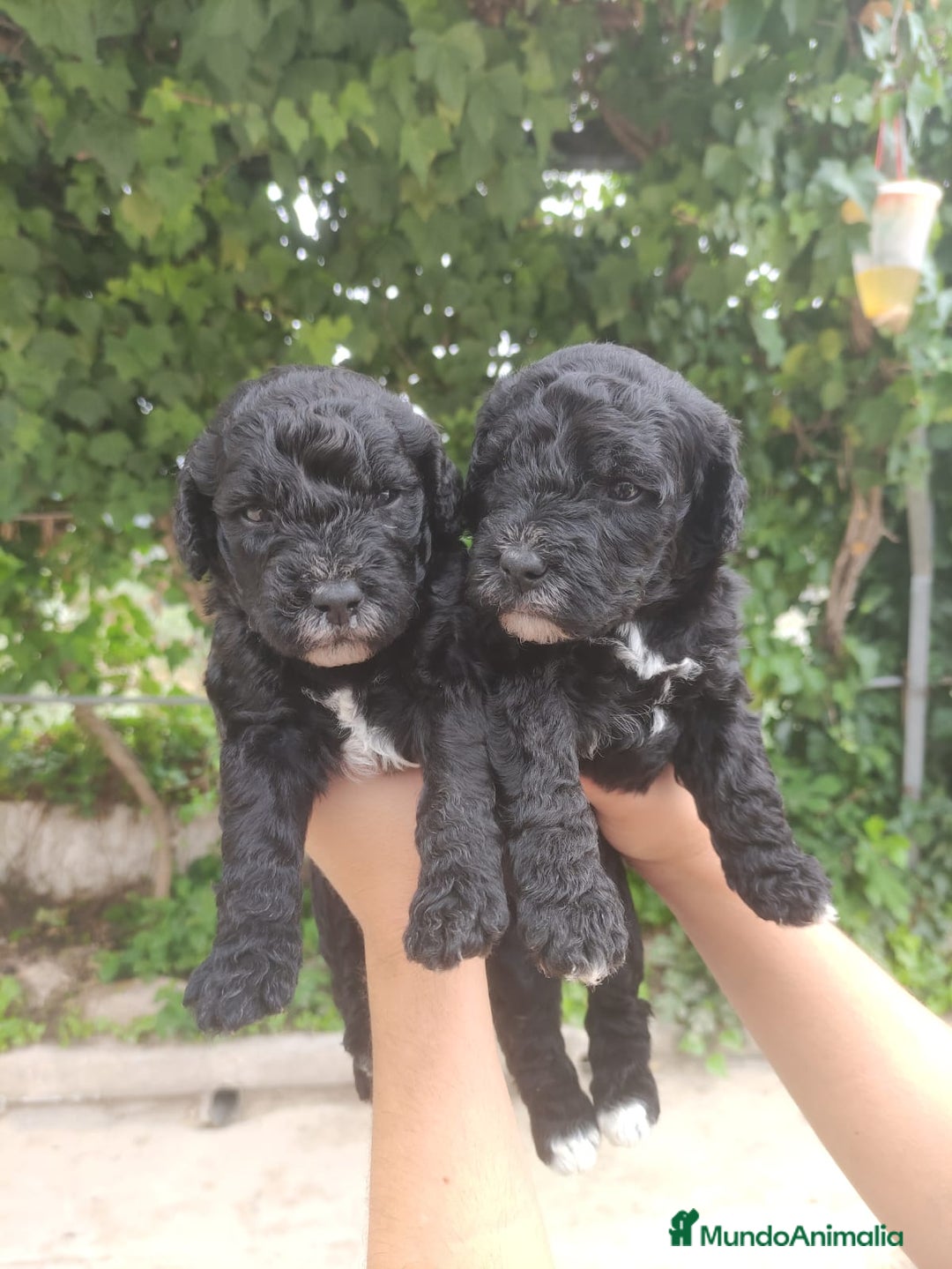 Perro de Agua Español perros en venta: Ultimo perro de aguas - Imagen 10