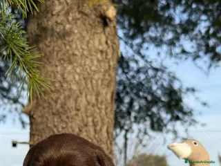 Labrador Retriever perros LABRADOR - Anuncio 2