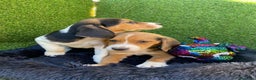 Beagle perros en venta: Beagle cachorro  en Ciudad Real - Anuncio 5
