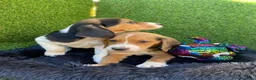 Beagle perros en venta: Beagle cachorro  en Ciudad Real - Anuncio 5