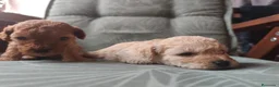 Caniche Toy perros en venta: Caniche toy PRECIO REAL en Álava - Anuncio 5