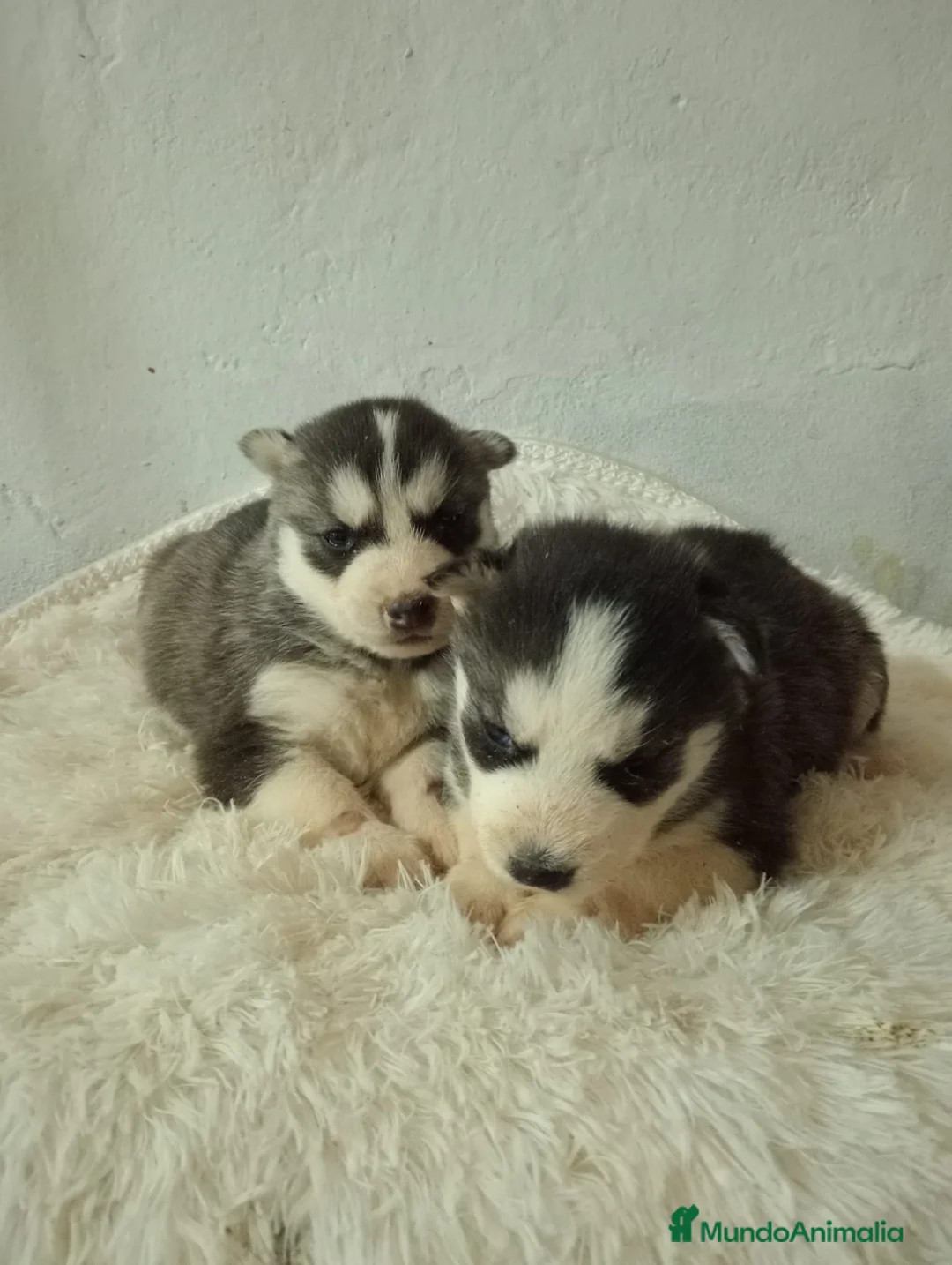 Husky Siberiano perros en venta: Husky siberiano  - Anuncio 4
