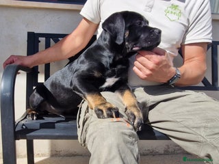 Cane Corso perros - Anuncio 9