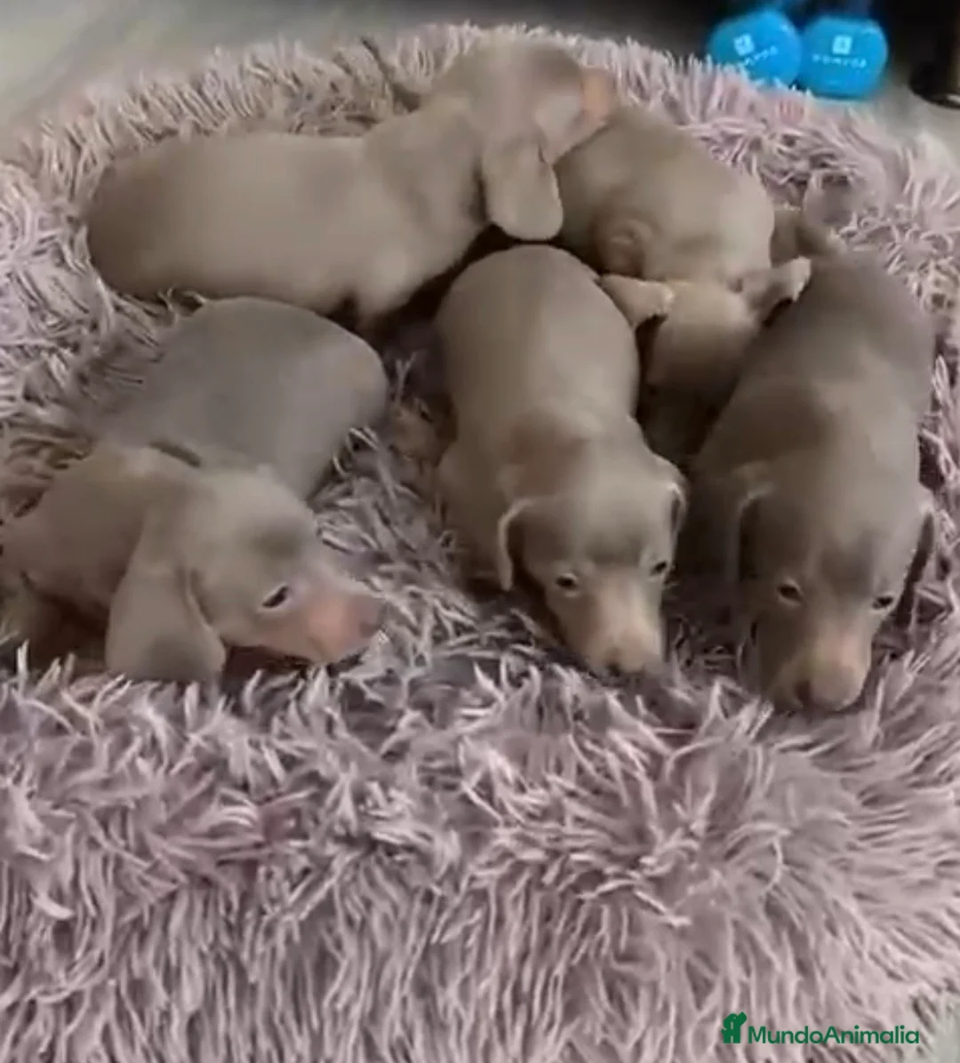 Teckel Miniatura perros en venta: Teckel miniatura hembra  - Anuncio 2