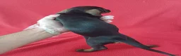Teckel Miniatura perros en venta: Teckel Mini  - Anuncio 3