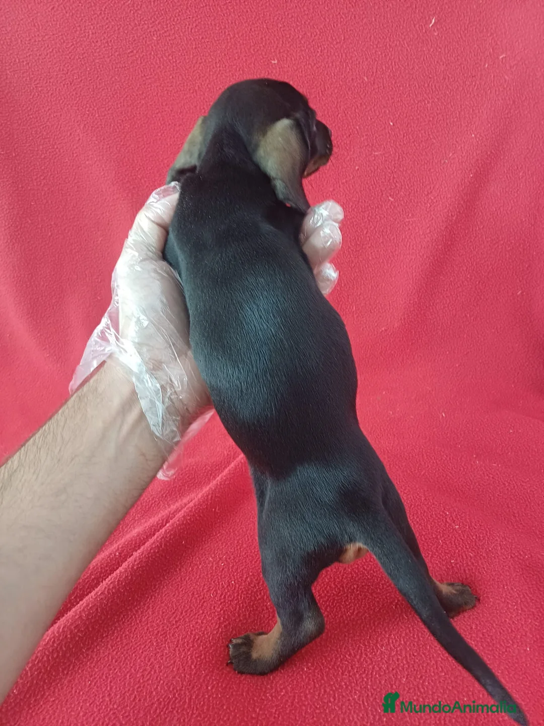Teckel Miniatura perros en venta: Teckel Mini  - Anuncio 3