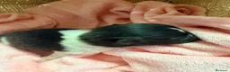 Pomerania perros en venta: Pomerania - Anuncio 2