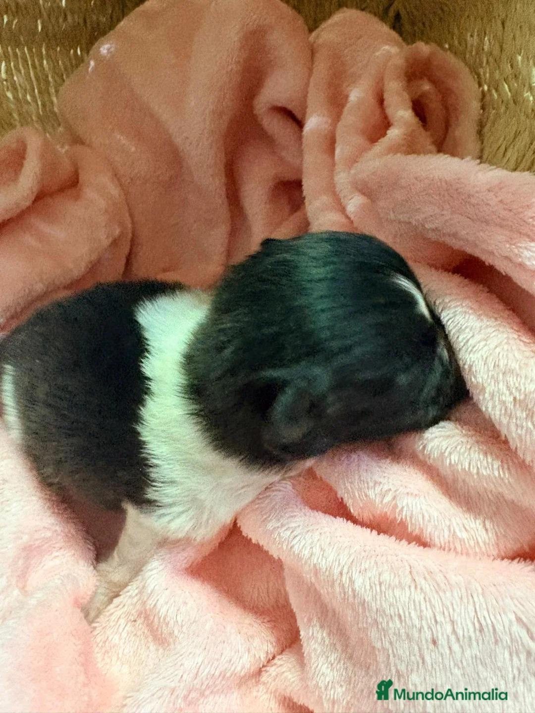 Pomerania perros en venta: Pomerania - Anuncio 2
