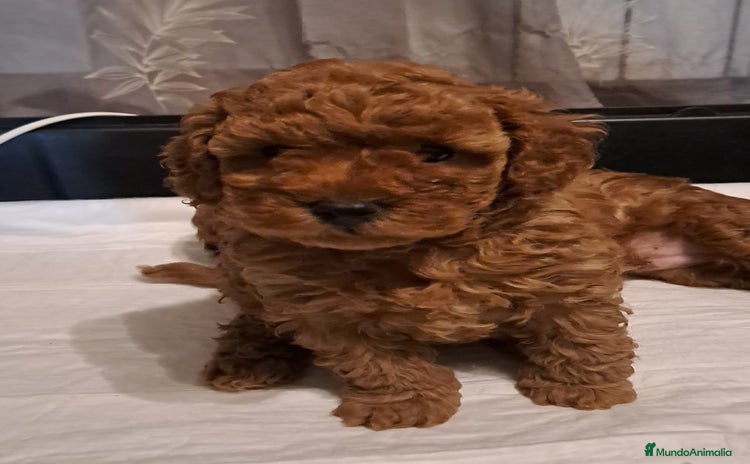 Caniche Toy perros - Anuncio 2