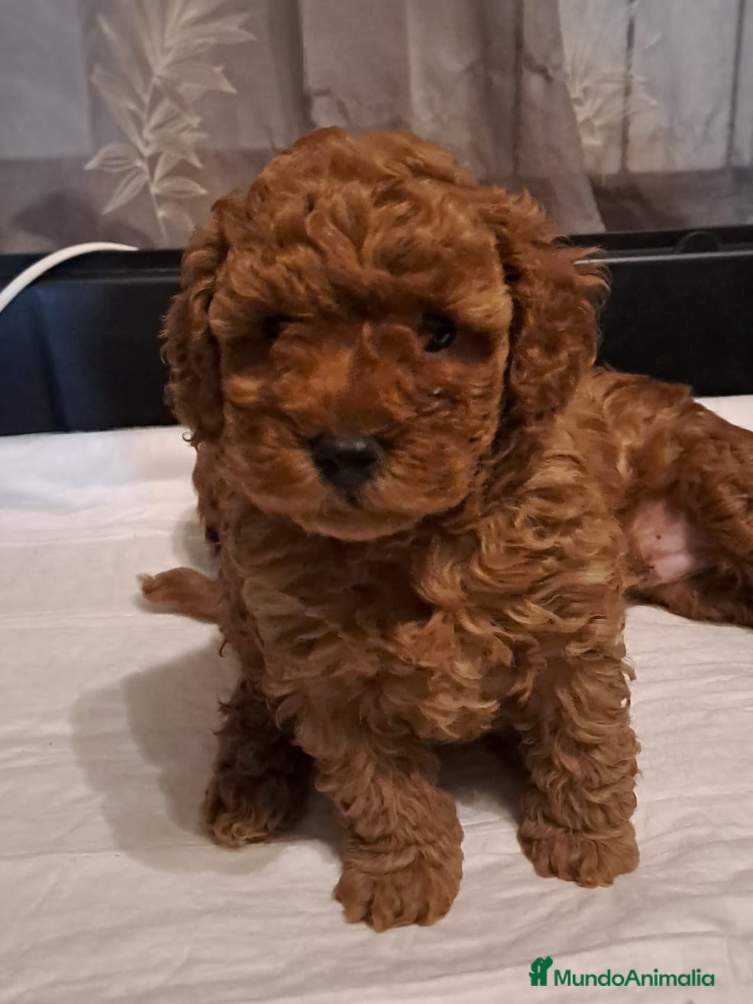 Caniche Toy perros en venta: Camada familiar de caniche toy - Imagen 1