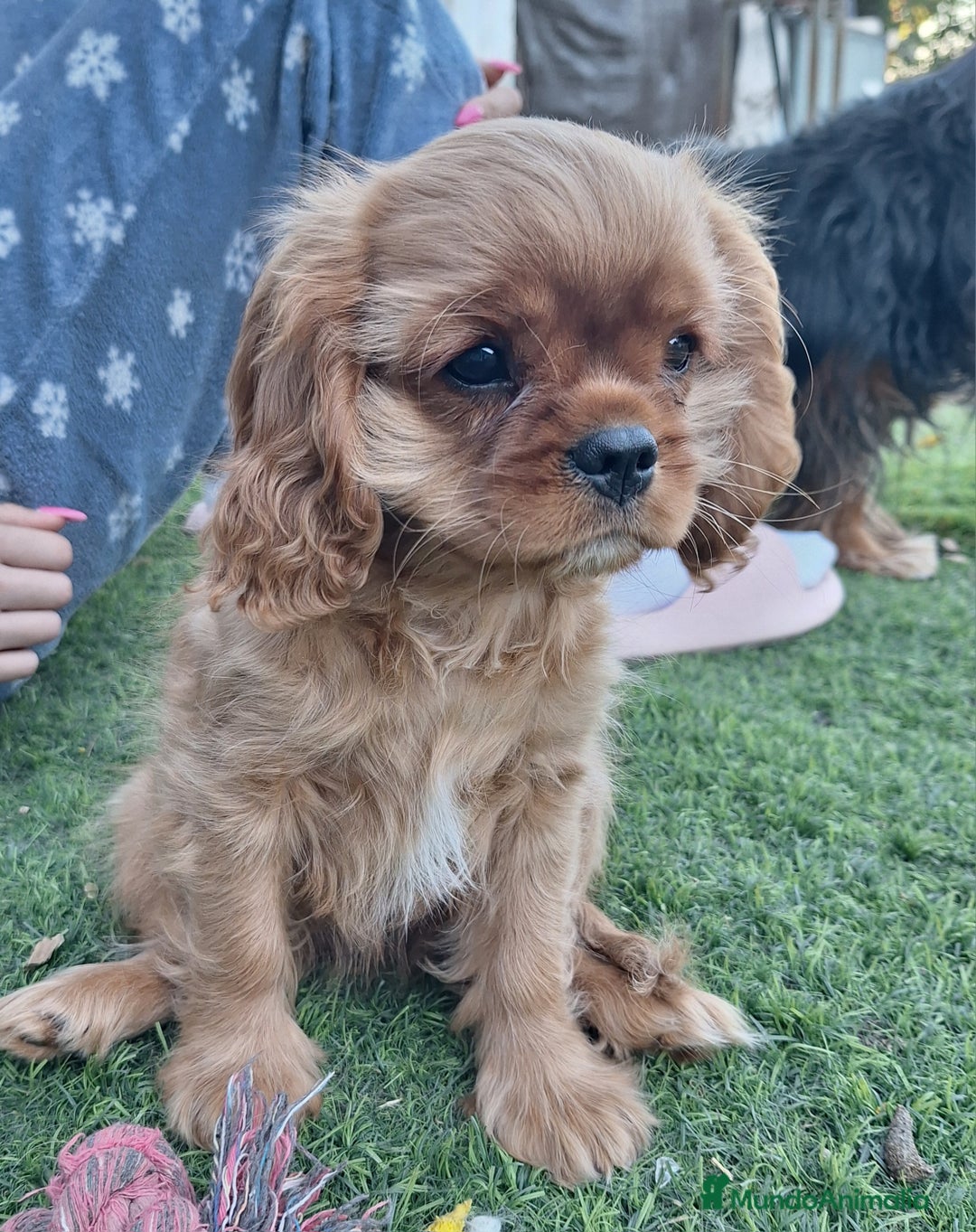 Cavalier King Charles Spaniel perros en venta: Hembra calidad compañia - Imagen 5