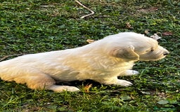 Golden Retriever perros en venta: Espectacular camada de Golden Retriever - Imagen 7