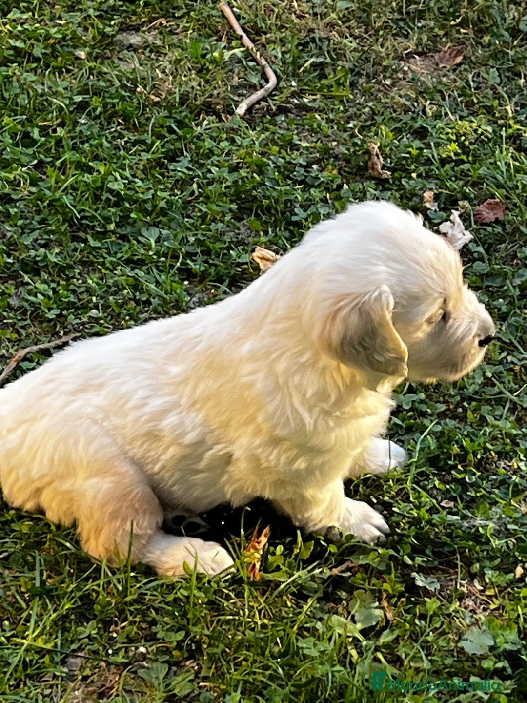 Golden Retriever perros en venta: Espectacular camada de Golden Retriever - Imagen 7