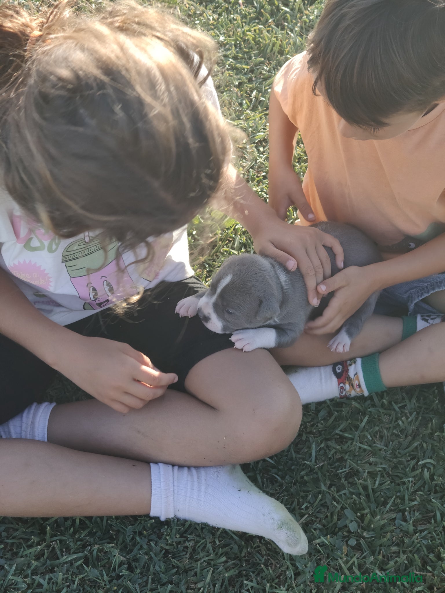 American Staffordshire-Terrier perros en venta: PEDIGREE AMERICAN STAFFORDSHIRE TERRIER BLUE  - Anuncio 18