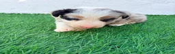 Border Collie perros en venta: Border Collie tricolor merle blue chocolate - Anuncio 14